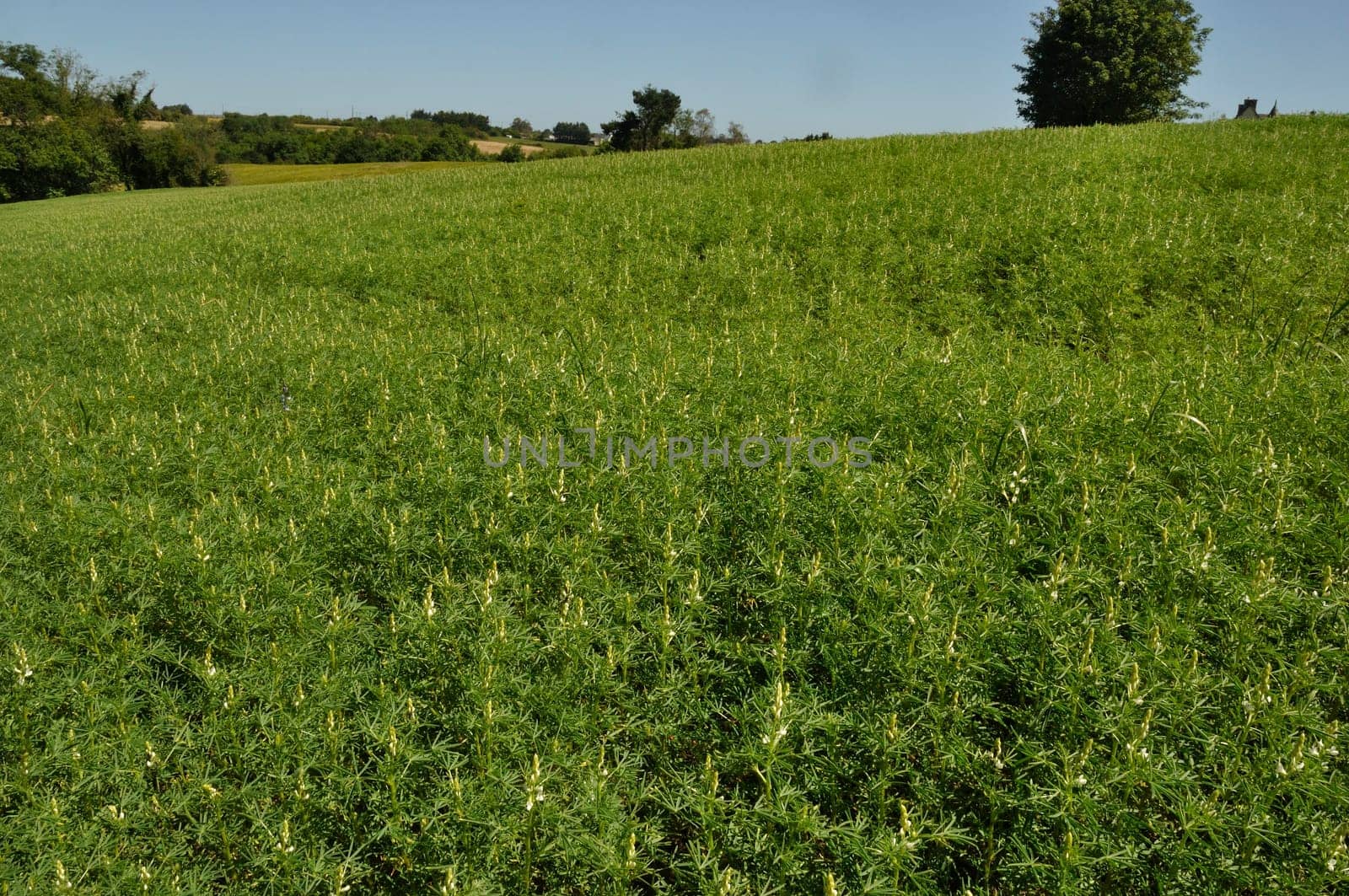 lupine fodder in a field