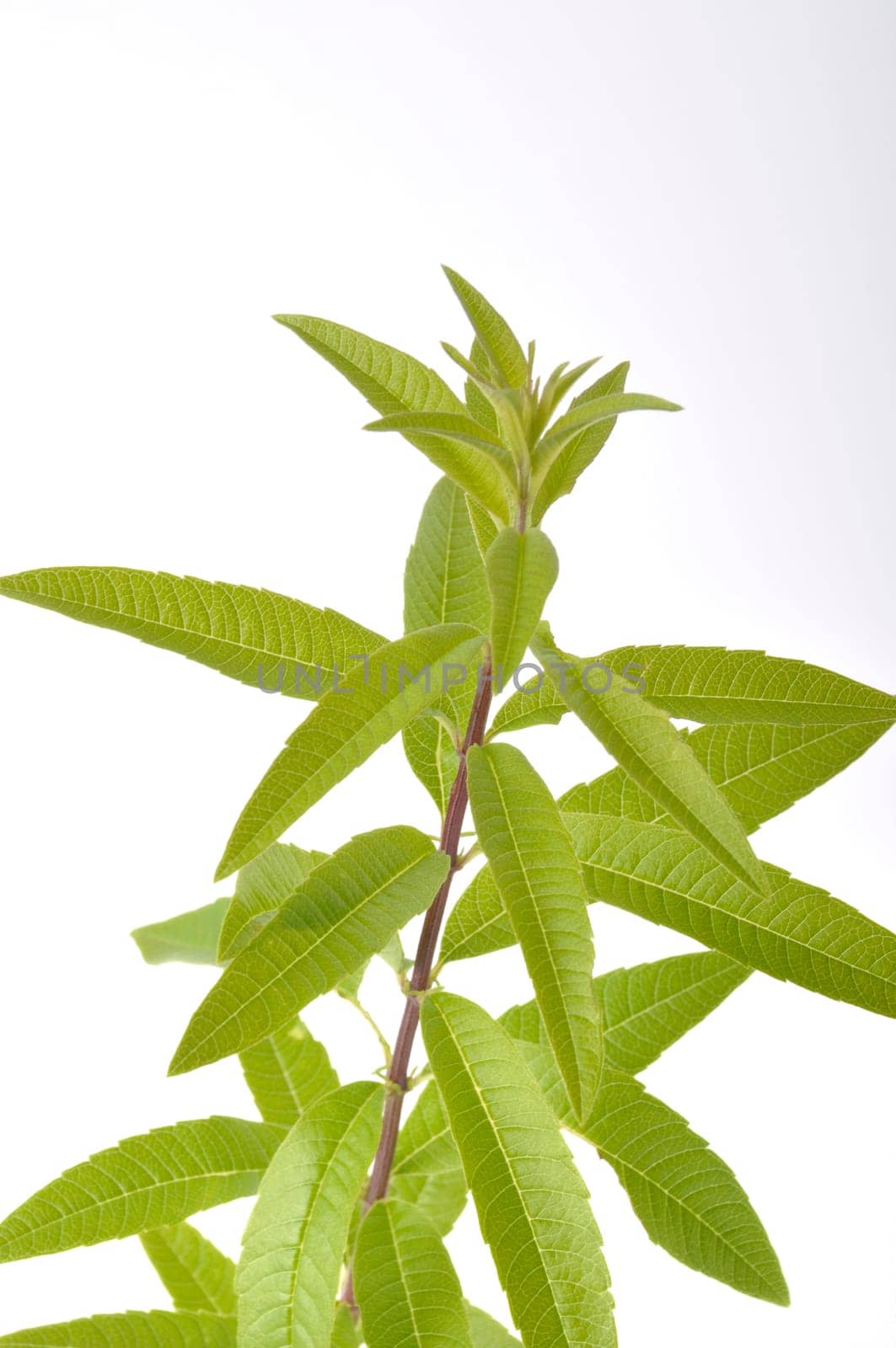 Lemon verbena on a white background