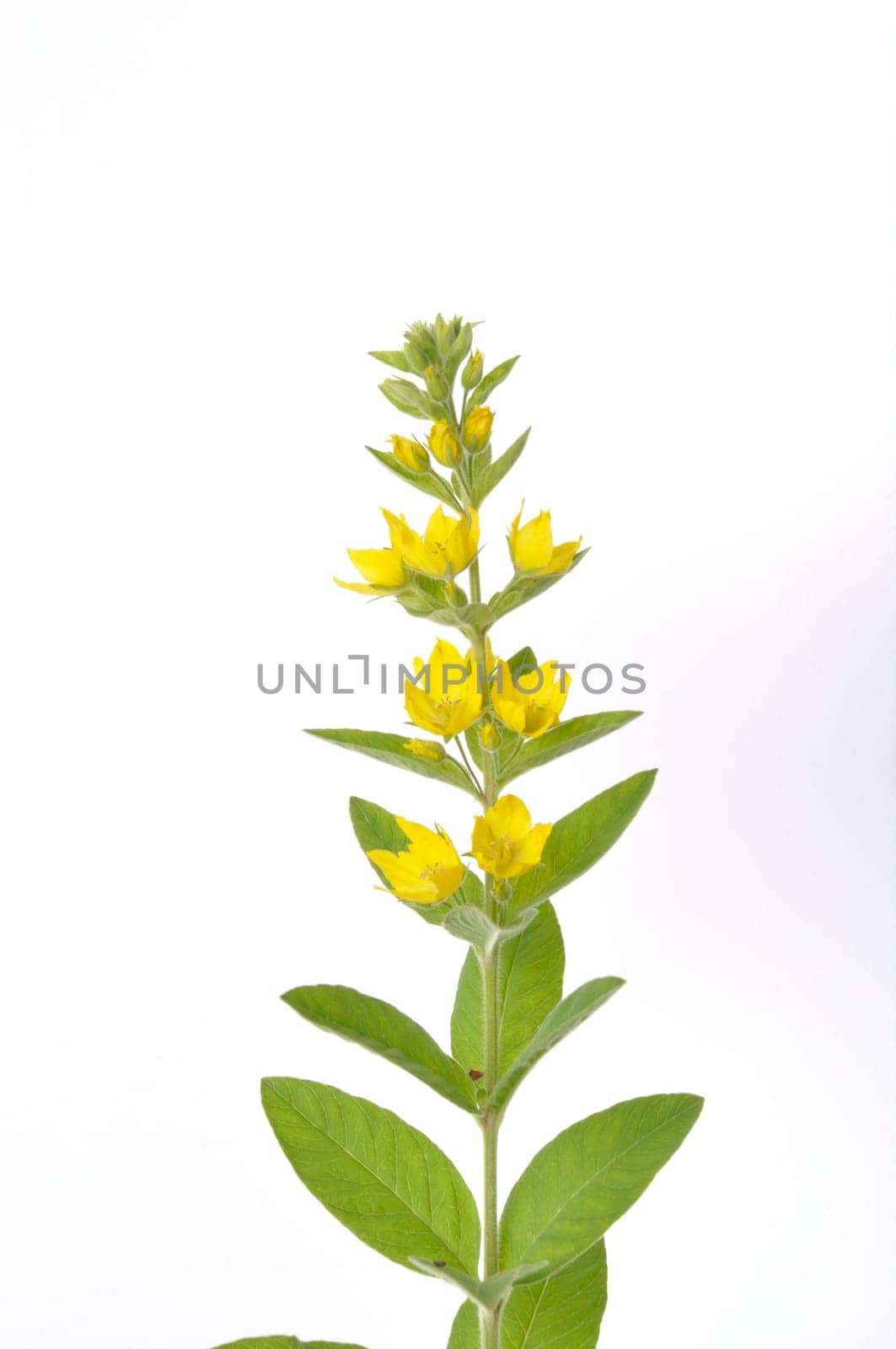 Lysimachus on a white background