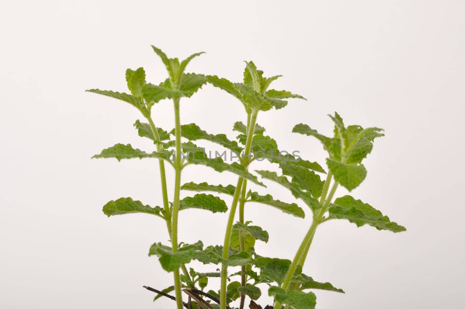 Strawberry mint plant on white background