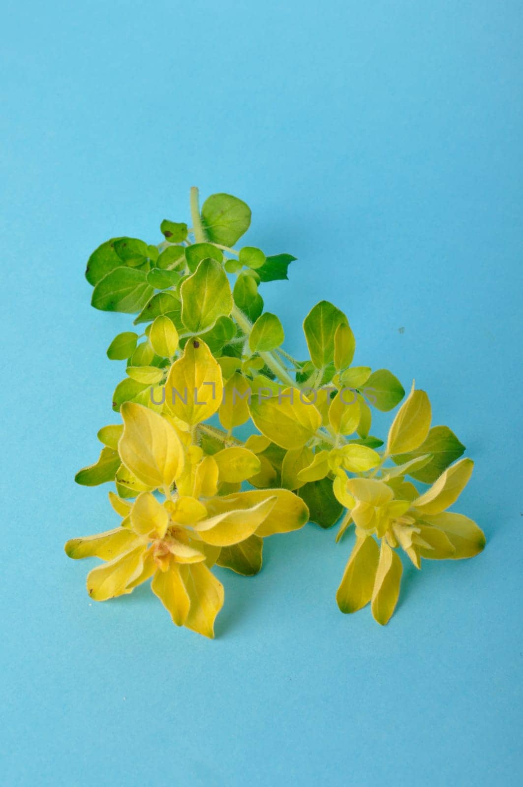 Golden oregano on blue background