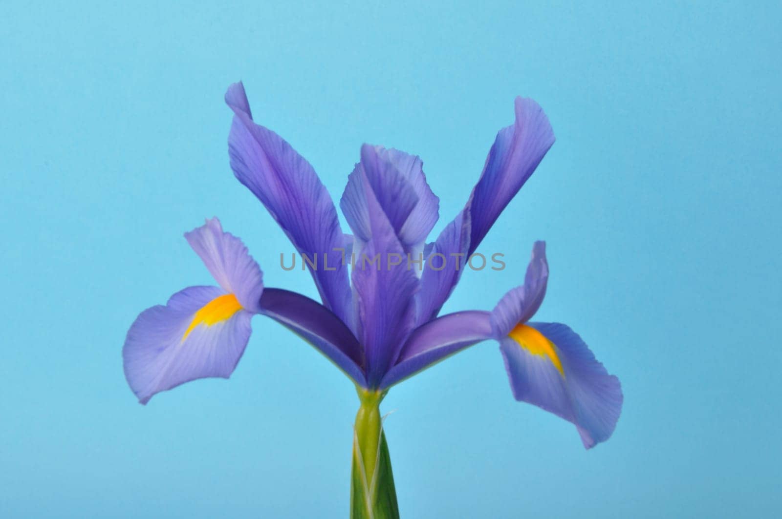 leaf iris in sword on a blue background