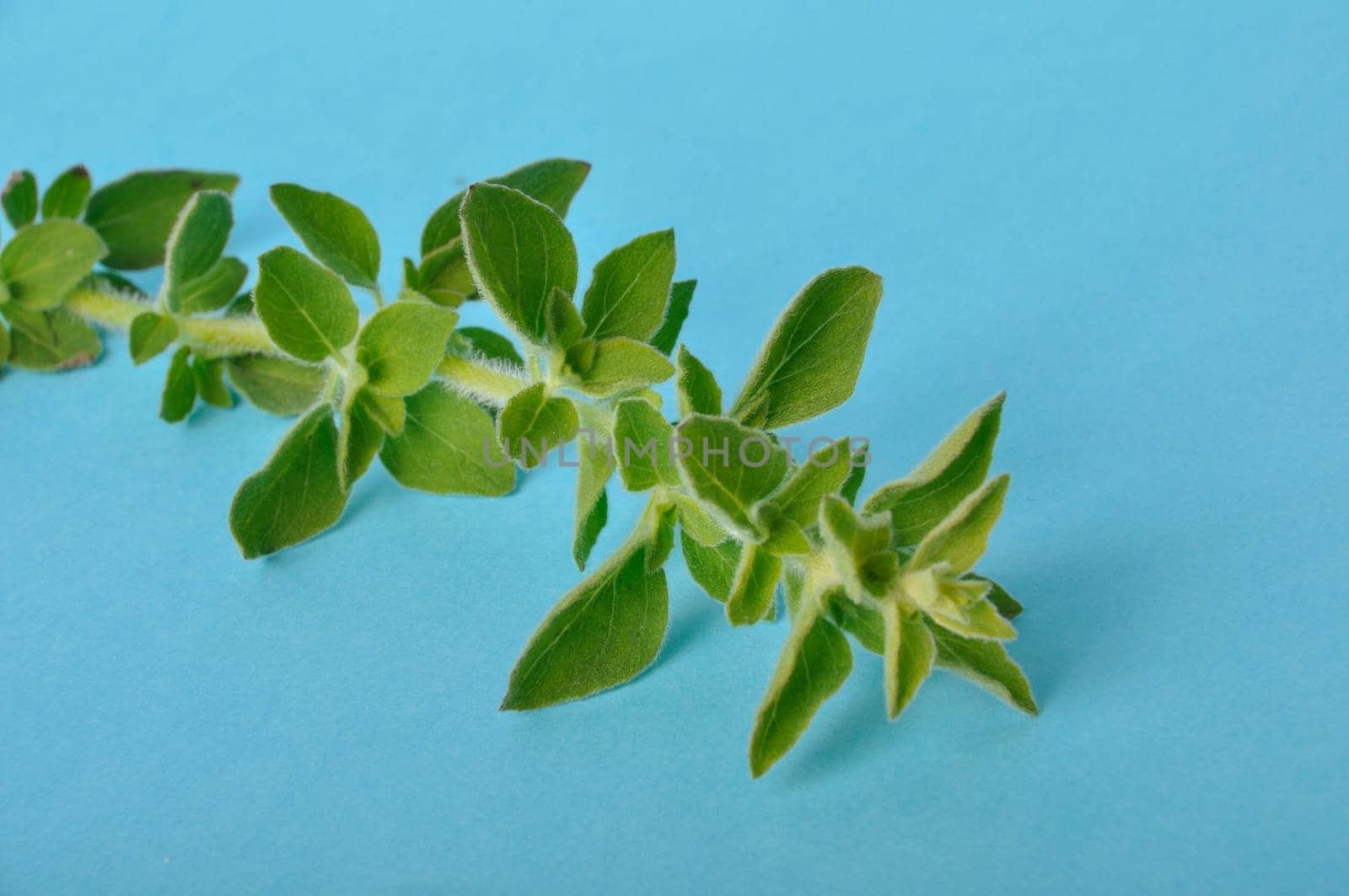 oregano on a blue background