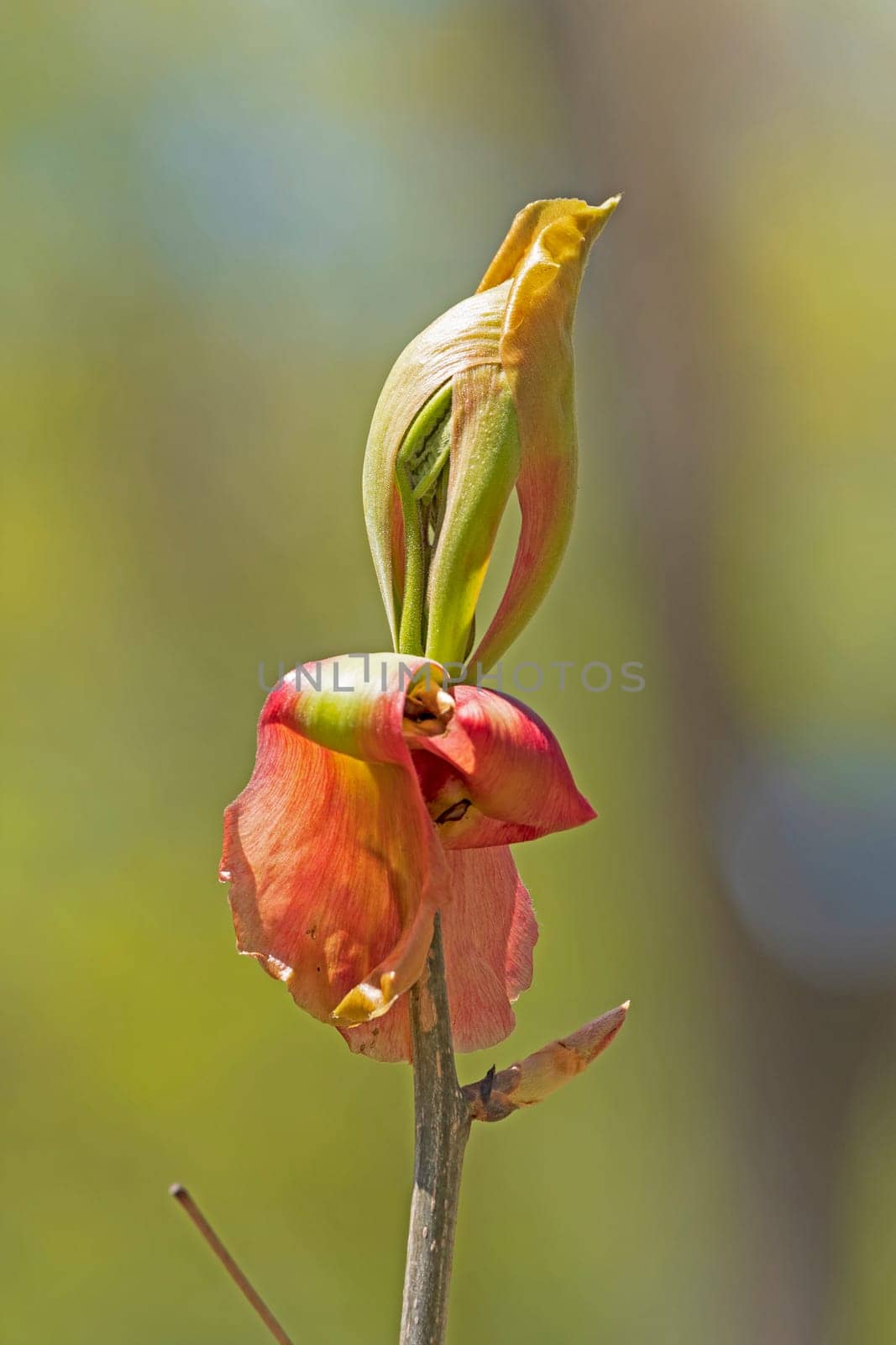 Delicate Blossom Opening on a Young Tree in Rock Cut State Park in Illinois