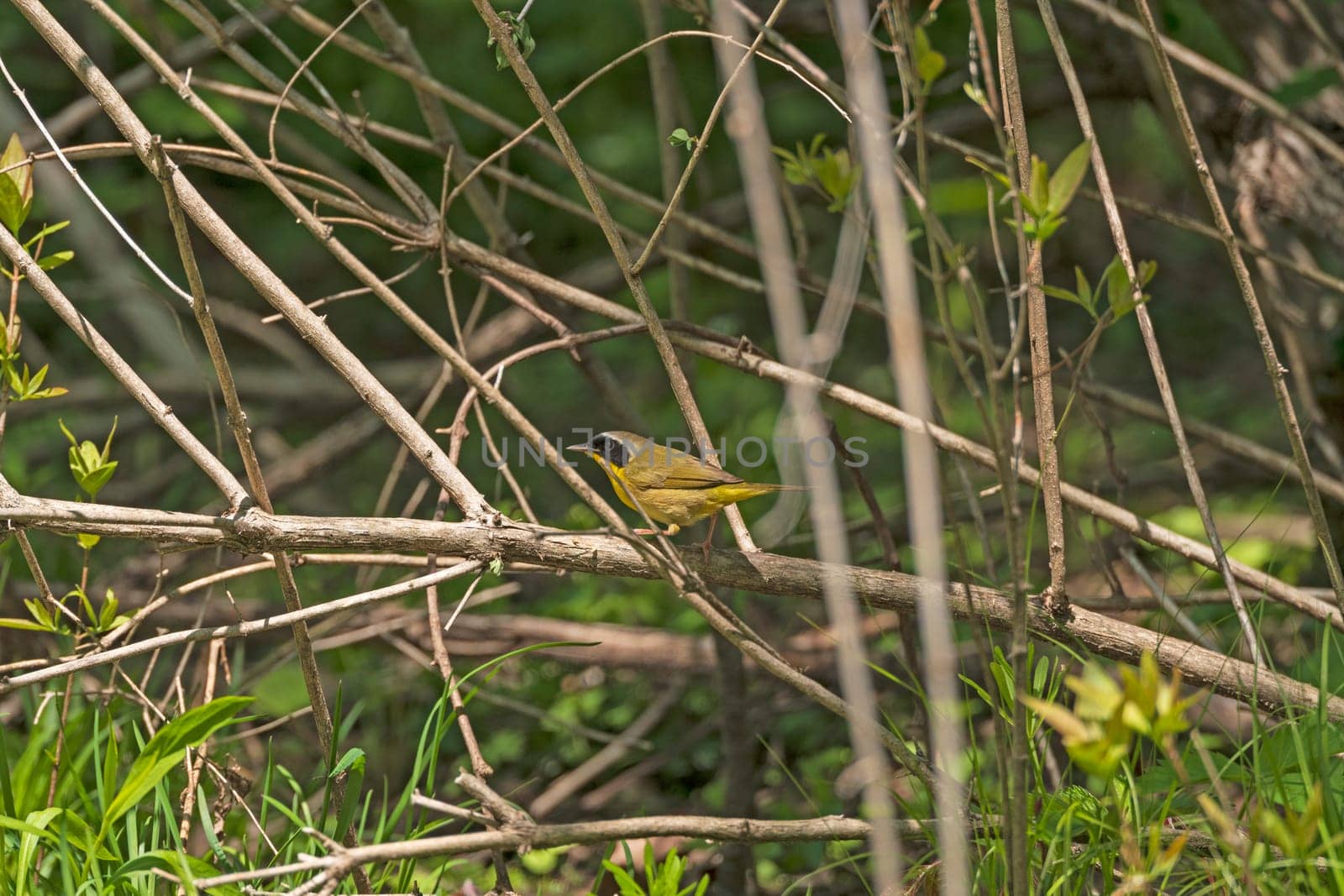 Common Yellowthroat in the Forest in Rock Cut State Park in Illinois