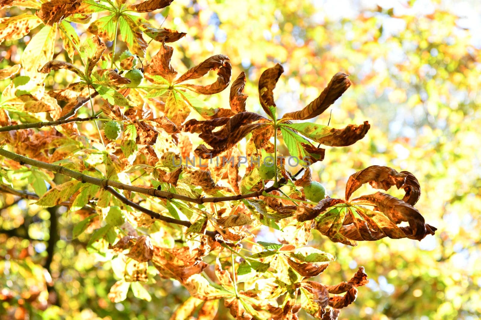 chestnut