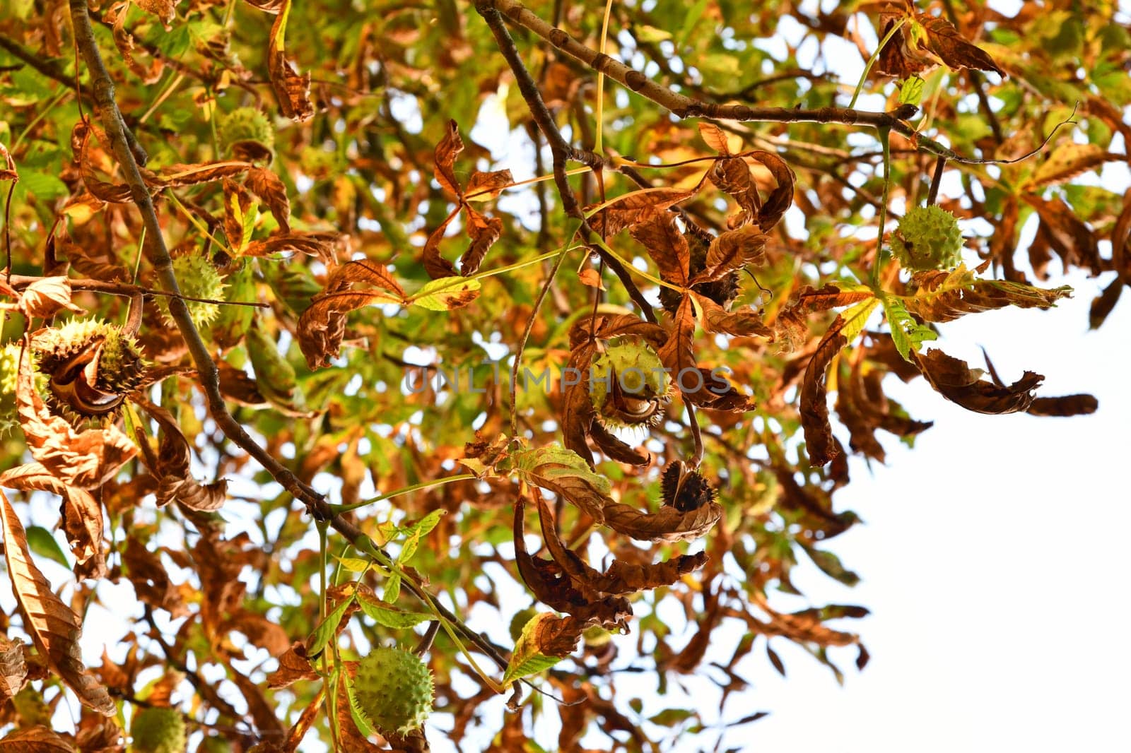 chestnut