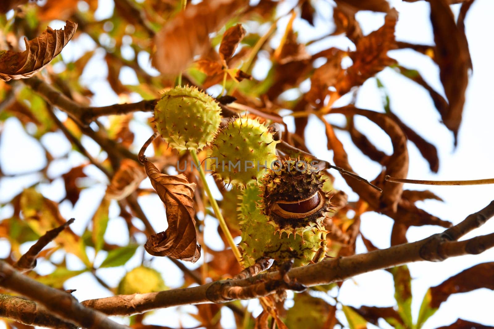 chestnut