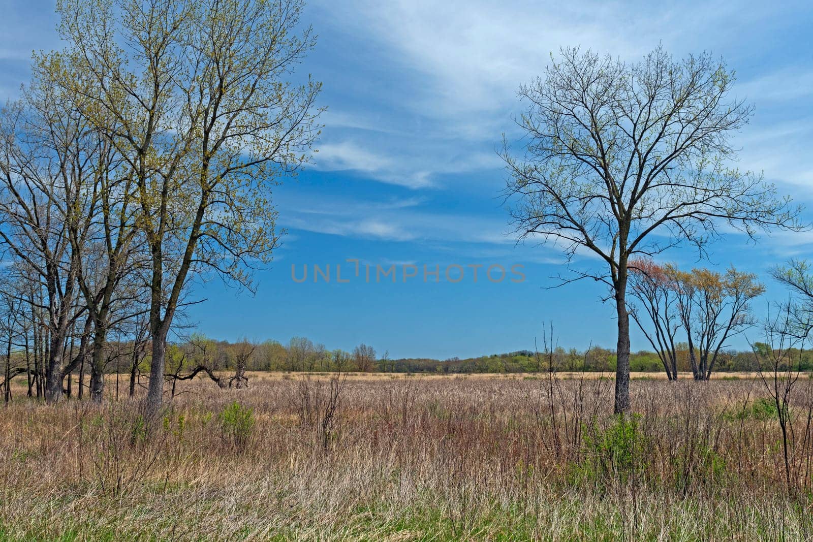 Forest and Wetland Habitat on a Sunny Day in Moraine Hills State Park in Illinois