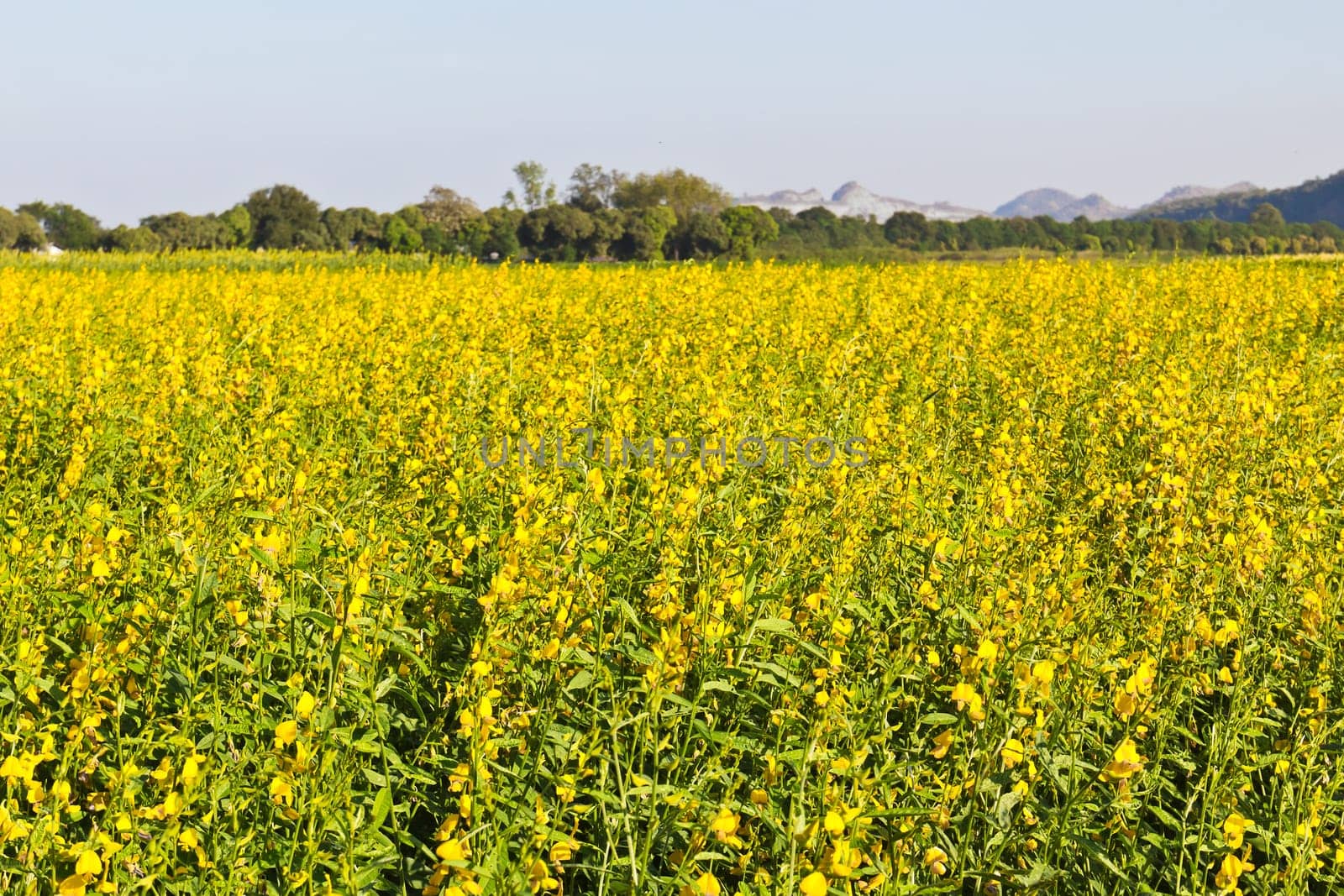 Spring rape seed flower field in Thailand