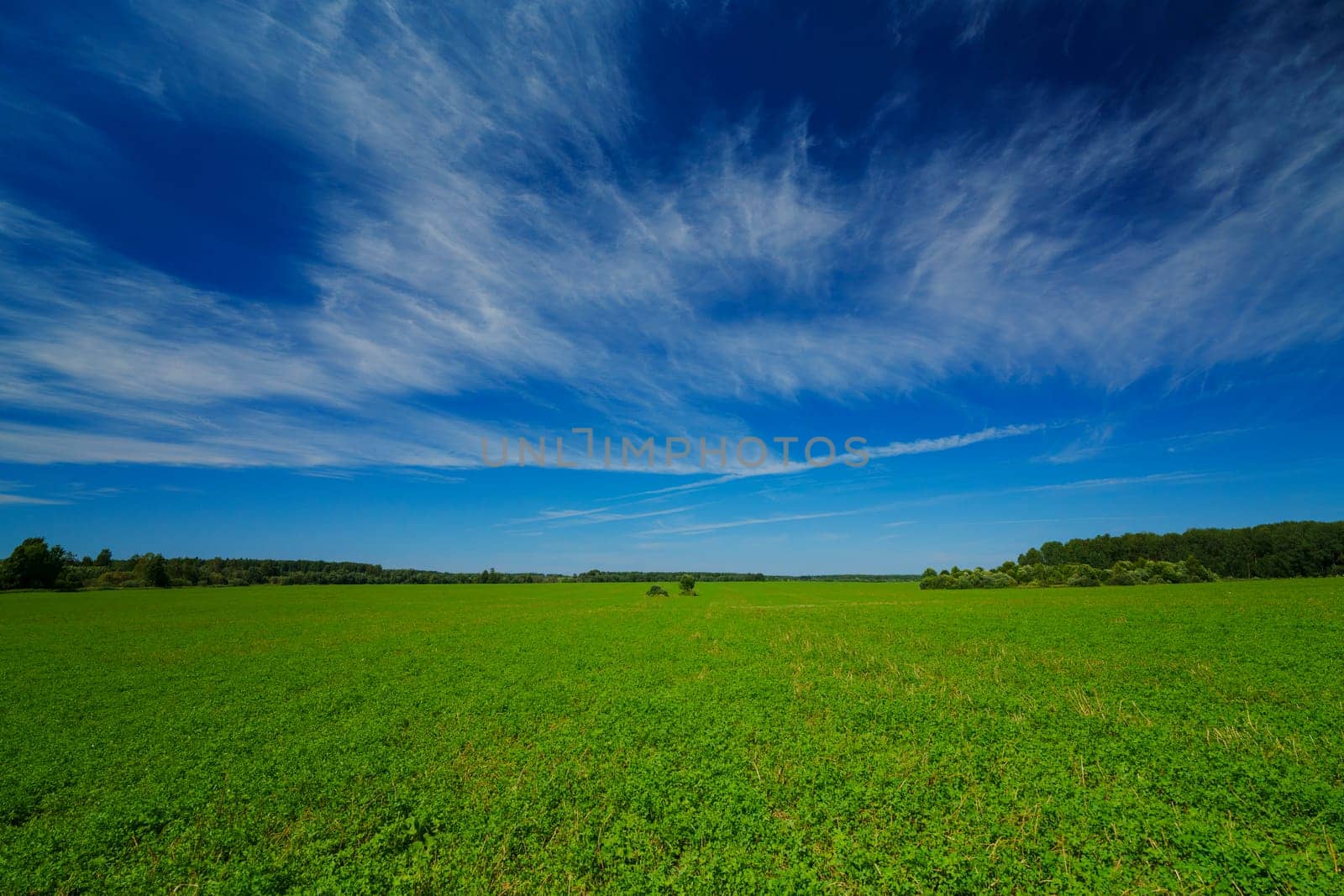 Expansive green field stretching to the horizon under a bright blue sky with wispy clouds. Peaceful rural landscape with lush vegetation and distant trees