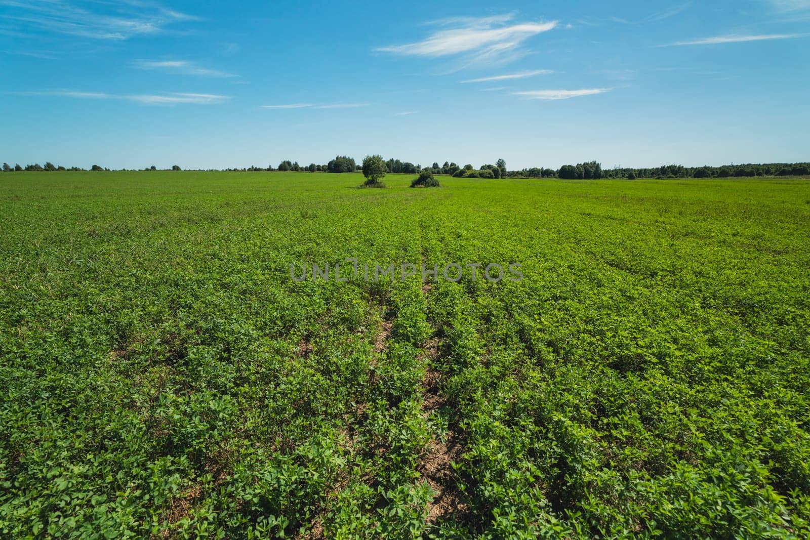 Vast green agricultural field stretching to the horizon under a bright blue sky. Peaceful rural landscape with scattered trees and cultivated vegetation on a sunny day
