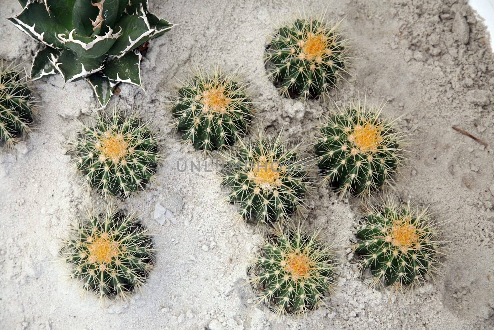 Cactus