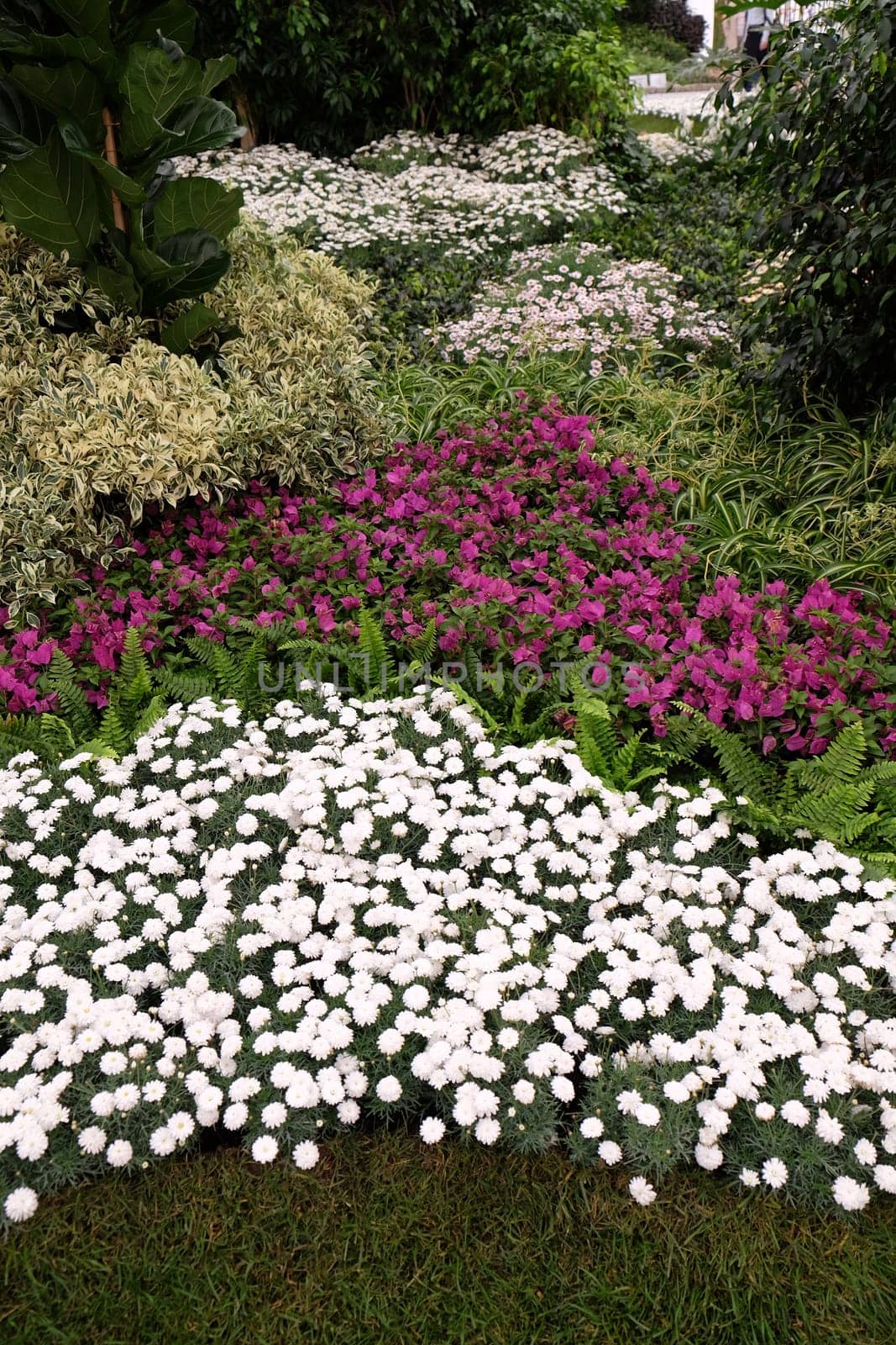 Flowers in the garden