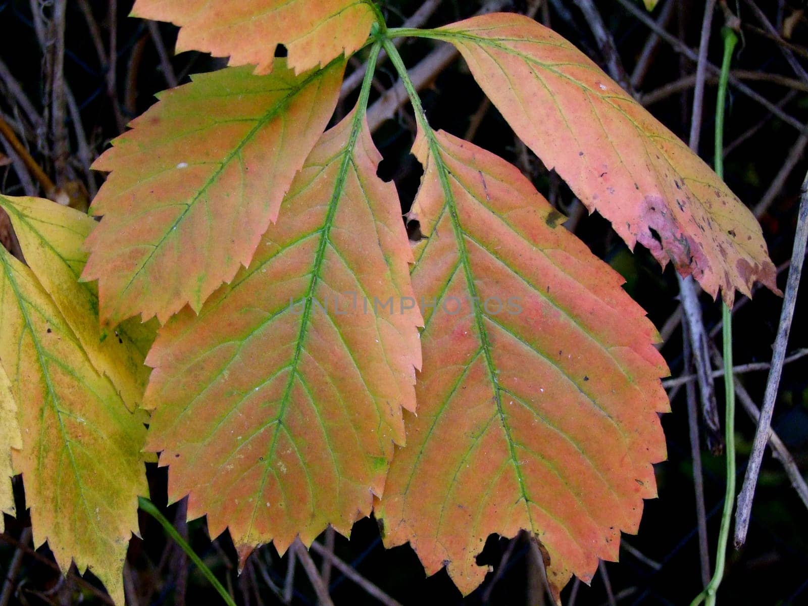 Autumn leaves