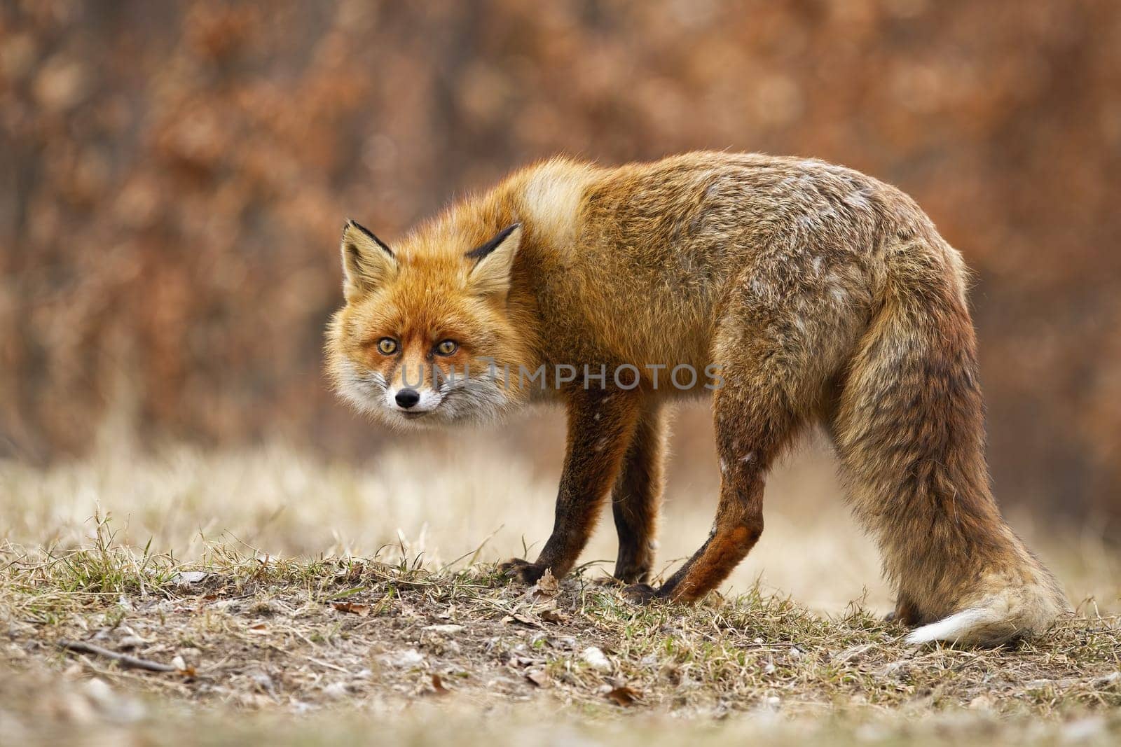 Stealth red fox, vulpes vulpes, sneaking on meadow in autumn nature. Orange alert animal looking to the camera on field. Wild mammal standing on dry glade.