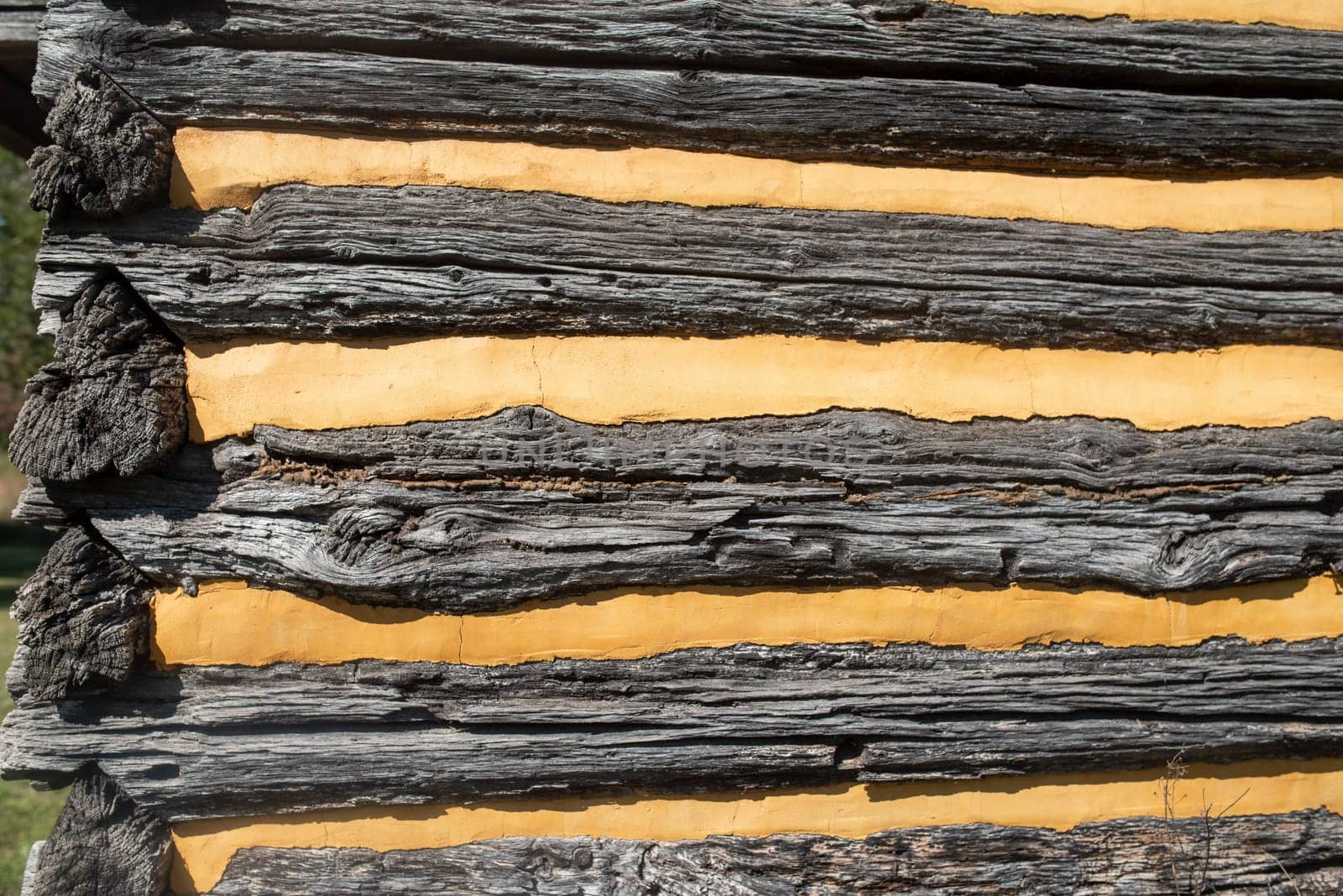 Log cabin at the historic Daniel Boone Homestead in Pennsylvania, built in 1730. Full frame image in natural sunlight shows texture in ancient logs and smooth golden yellow plaster chinking.
