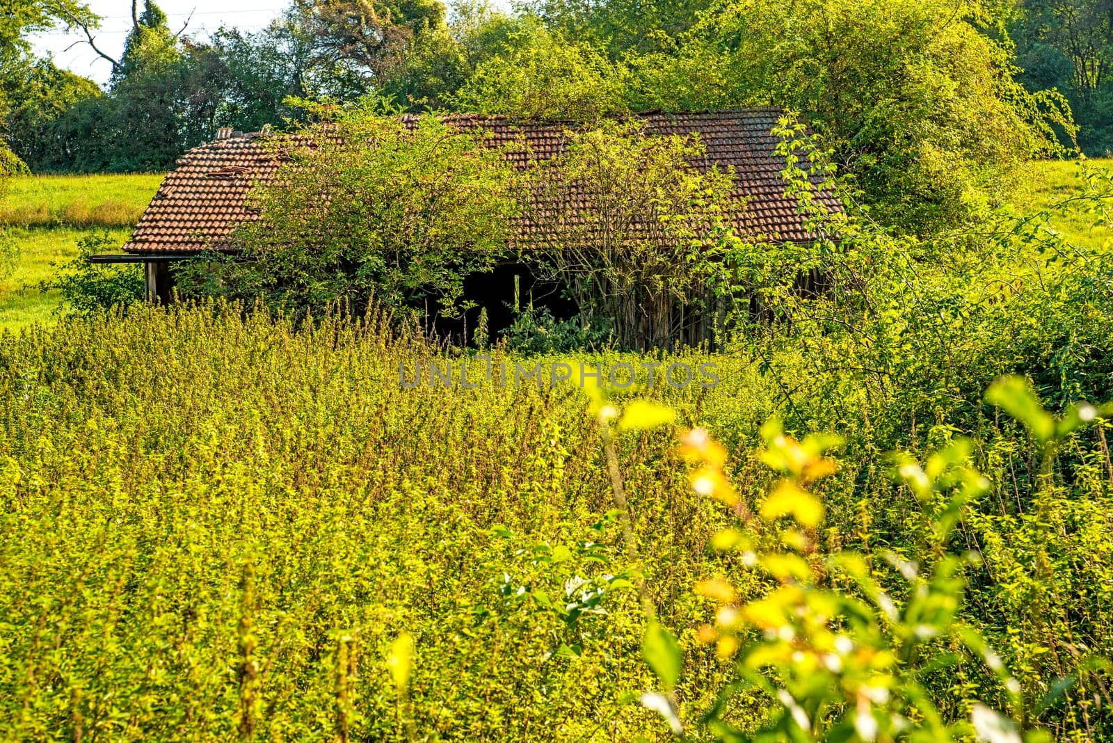 old barn hidden in the green