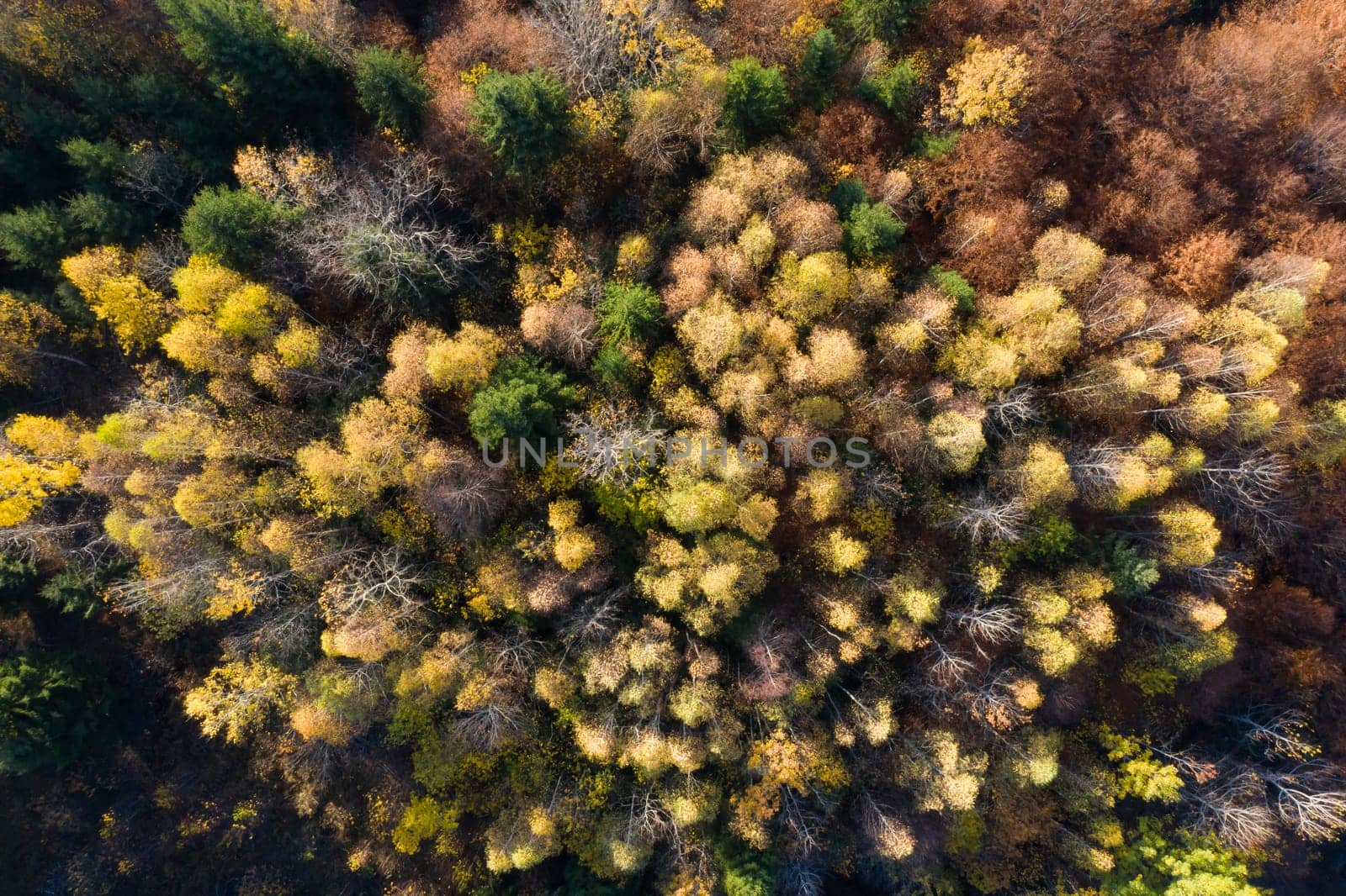 Colorful magic autumn mountain landscape.