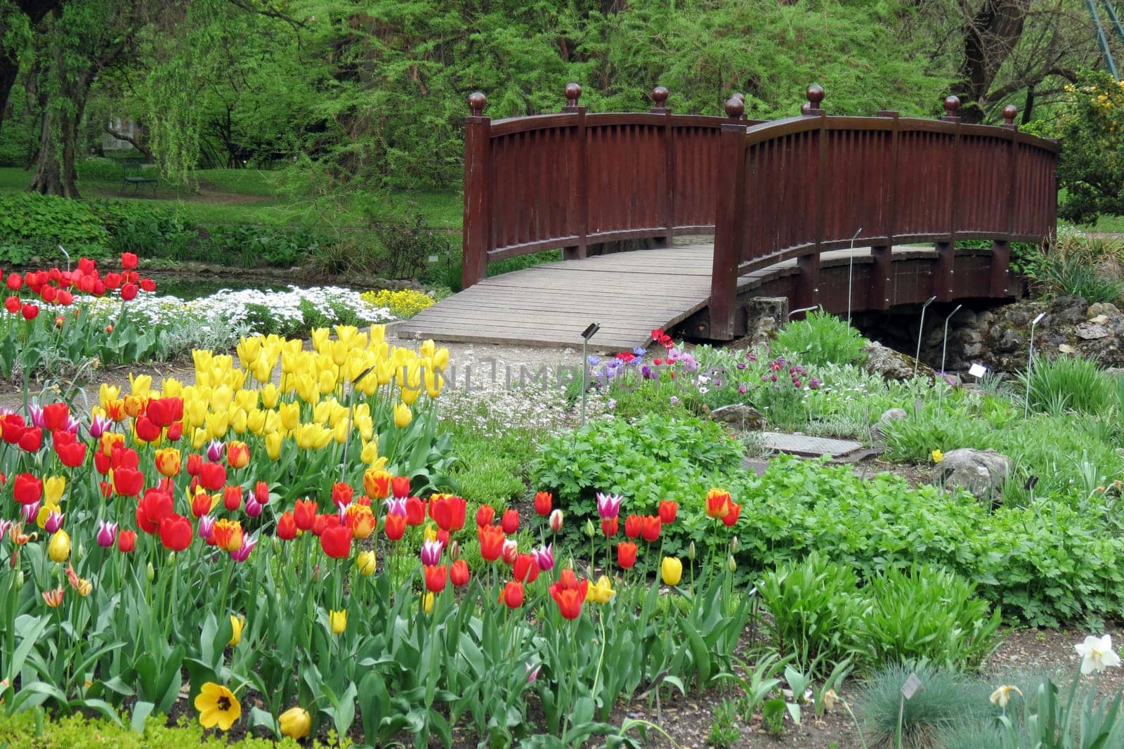 Flowers in park