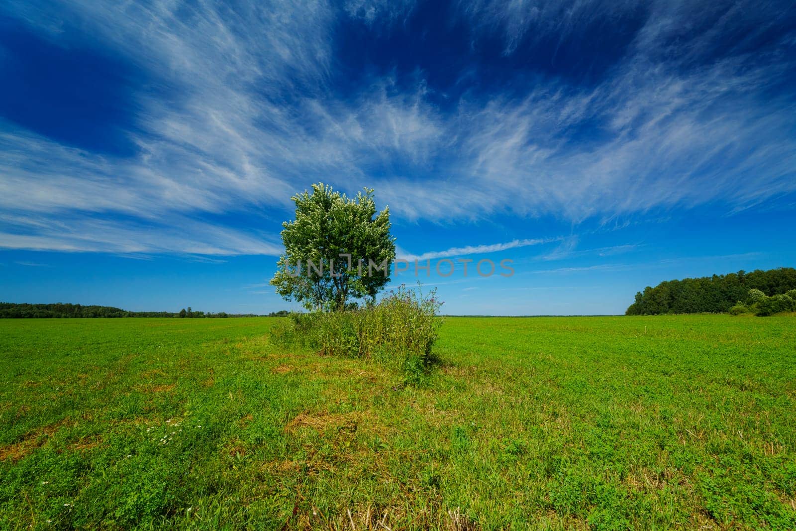 Lush green field with a small group of trees in the foreground and a dense forest in the background. Serene rural landscape under a bright blue sky on a sunny day