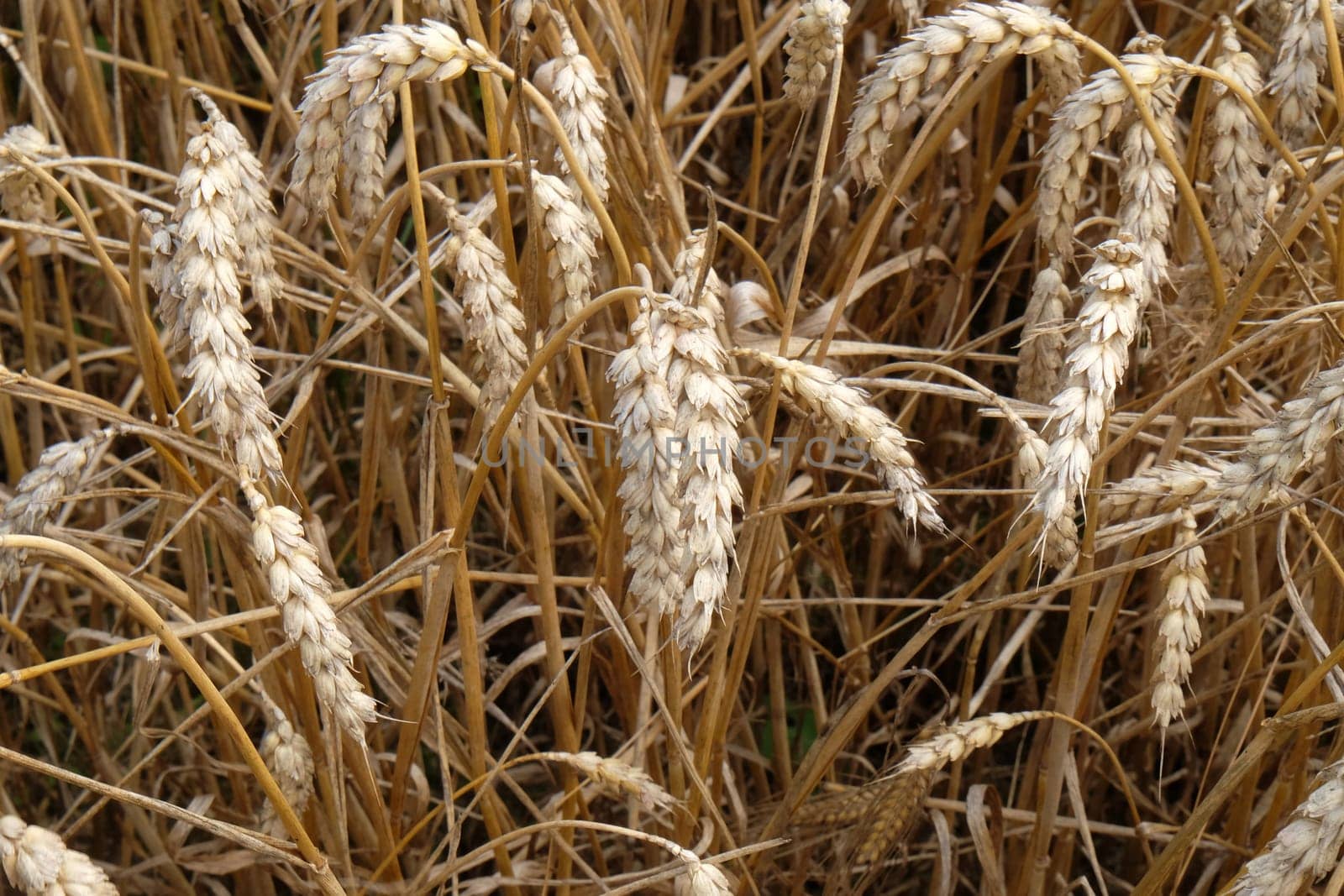 Field of wheat
