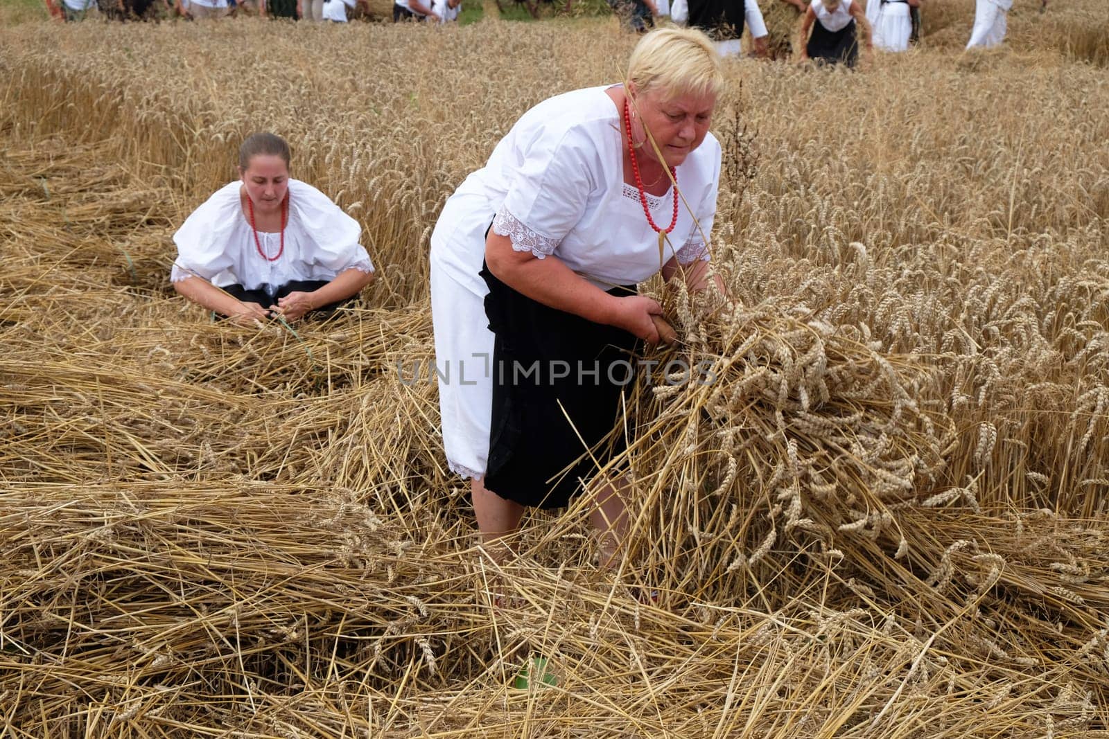 Peasant women harvesting wheat with scythe in wheat fields in Trnovec, Croatia