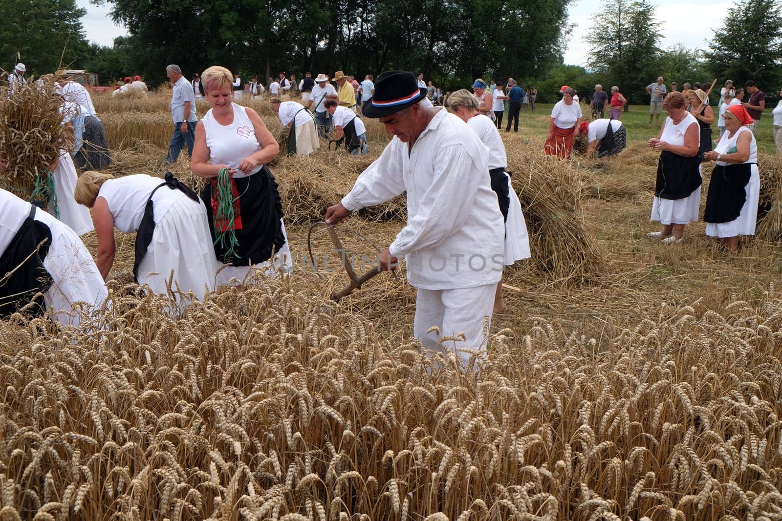 Farmer harvesting wheat with scythe in wheat fields in Trnovec, Croatia