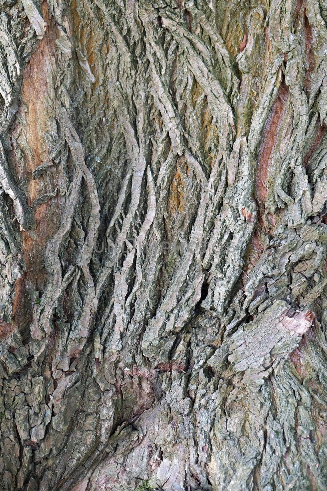 Tree bark texture