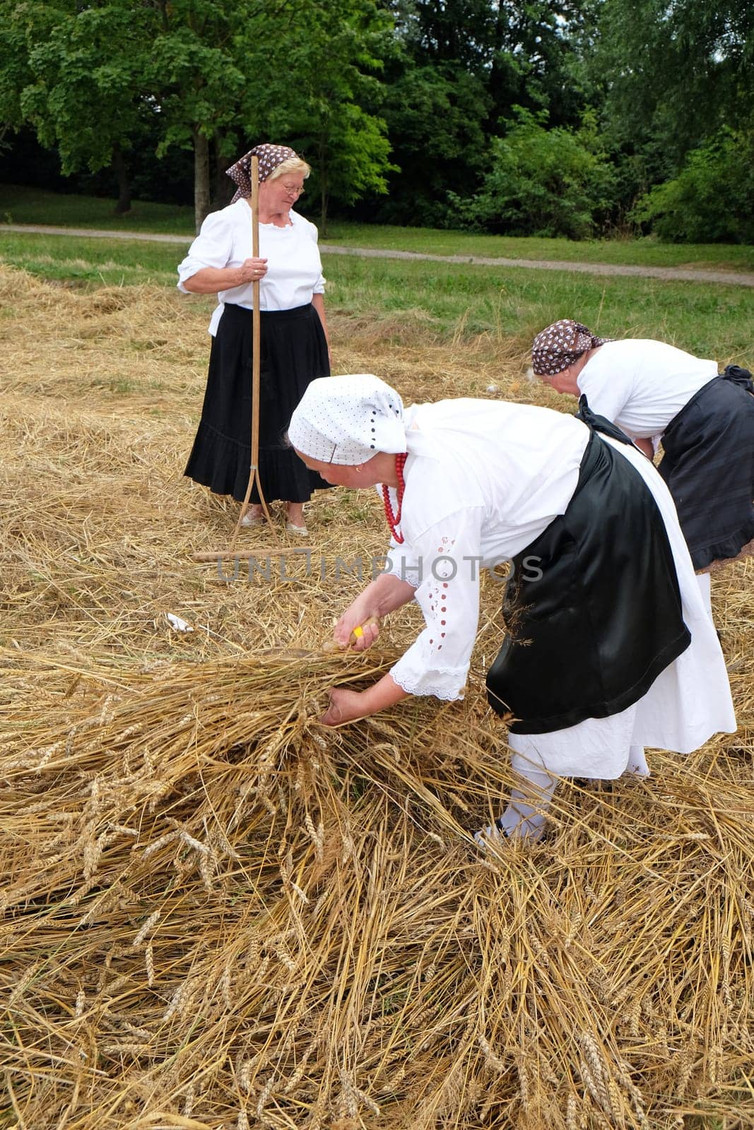Peasant women harvesting wheat with scythe in wheat fields in Trnovec, Croatia