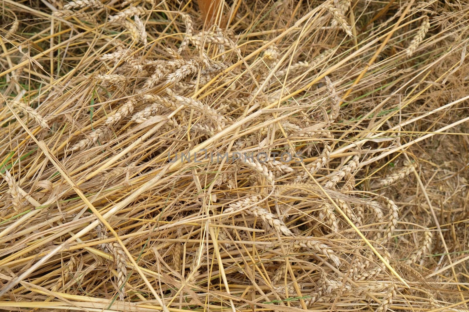 Field of wheat