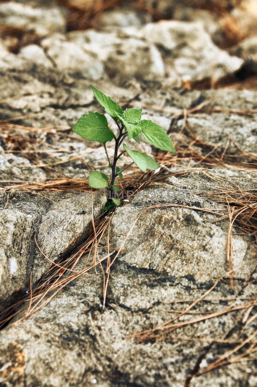young green sprout sprouting in stone