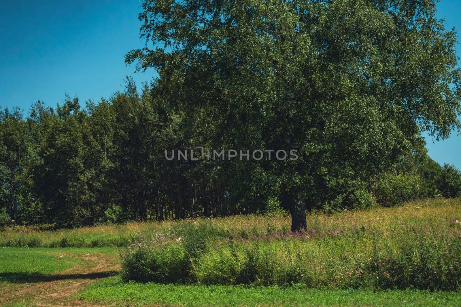A solitary tree stands in a lush green meadow with tall grass, surrounded by a dense forest under a clear blue sky on a sunny summer day. Peaceful rural nature scene