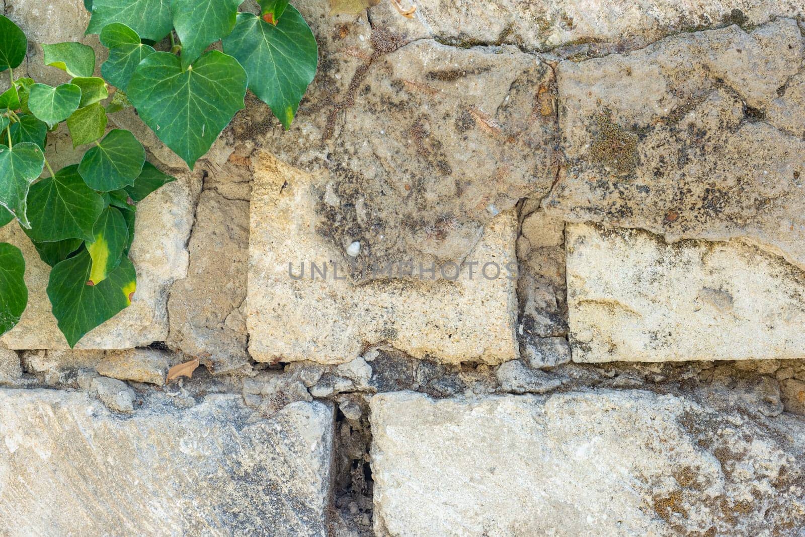 Old textured brick wall and ivy branch