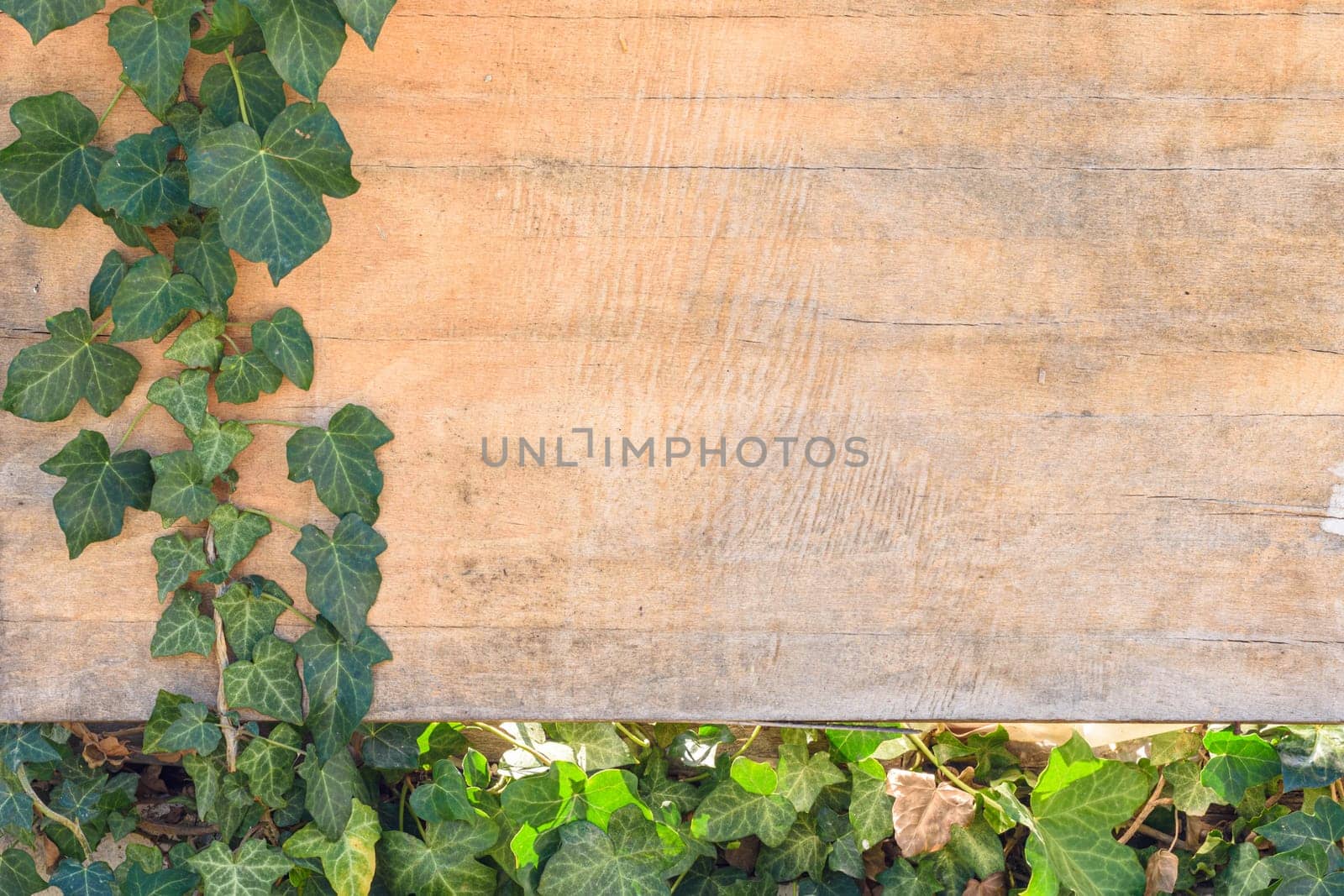Background with empty space for pasting - ivy leaves and branches on old plywood