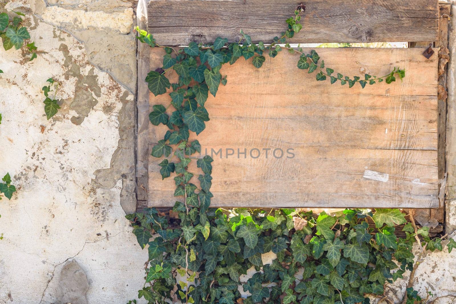 A boarded up window with old plywood overgrown with ivy and a fragment of the wall