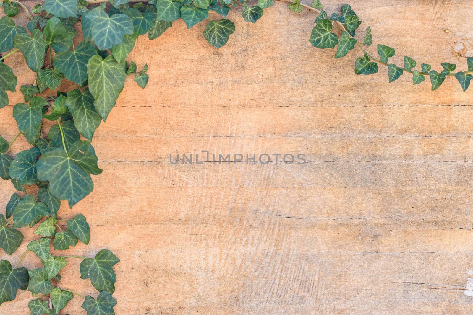Ivy leaves and branches on old plywood