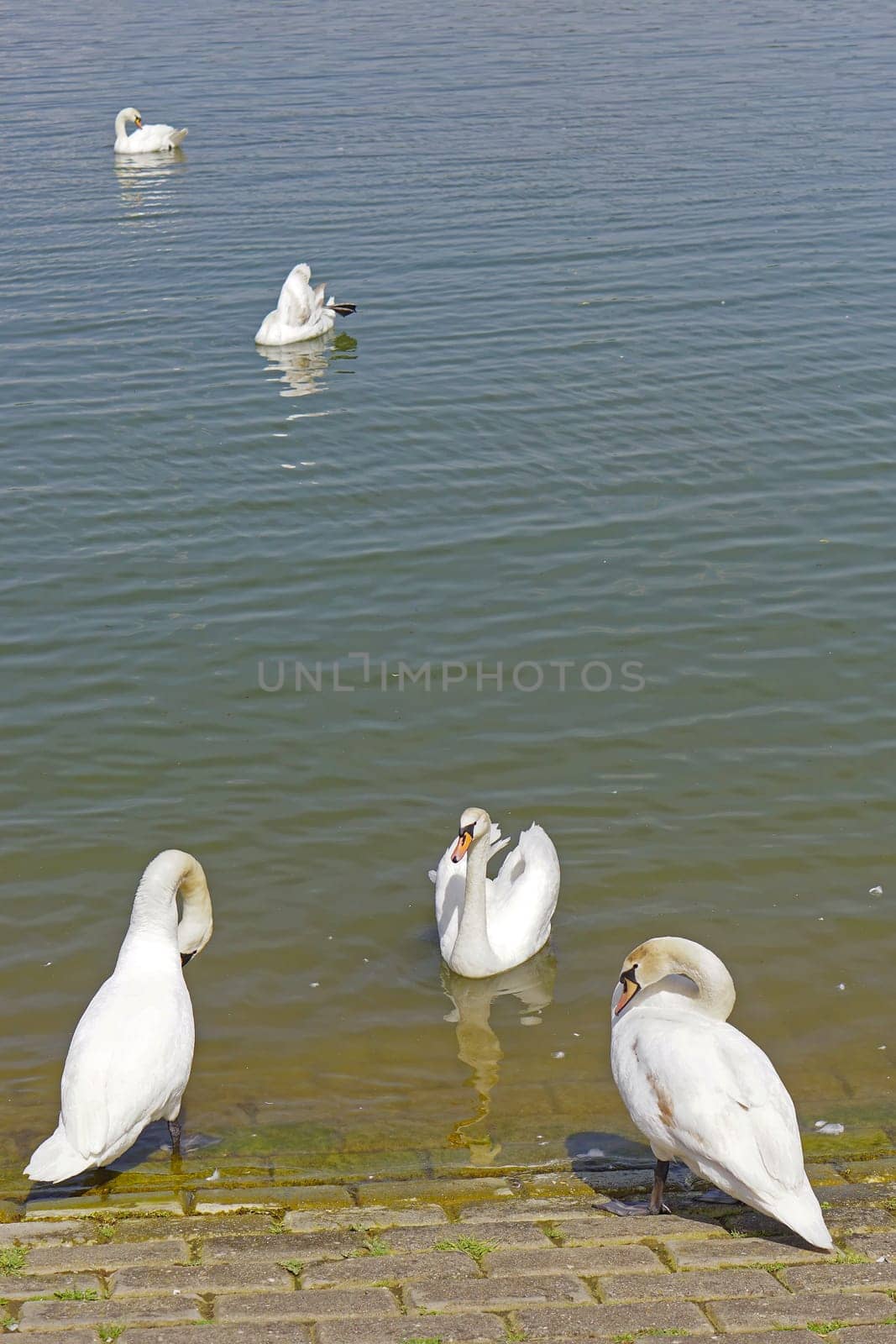 White swans flock at Danube river sunny day
