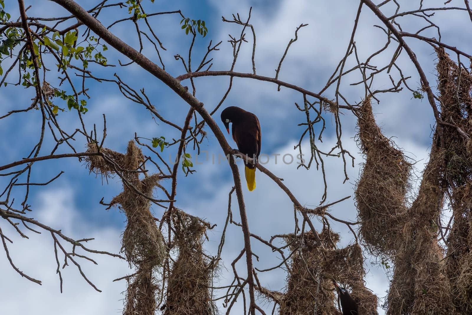 Montezuma oropendola bird (Psarocolius montezuma) with nests in Costa Rica.
