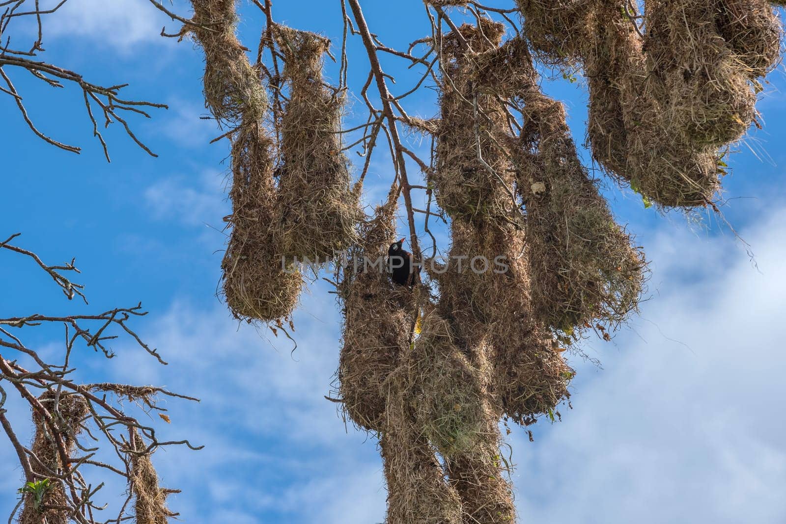 Montezuma oropendola bird (Psarocolius montezuma) with nests in Costa Rica.