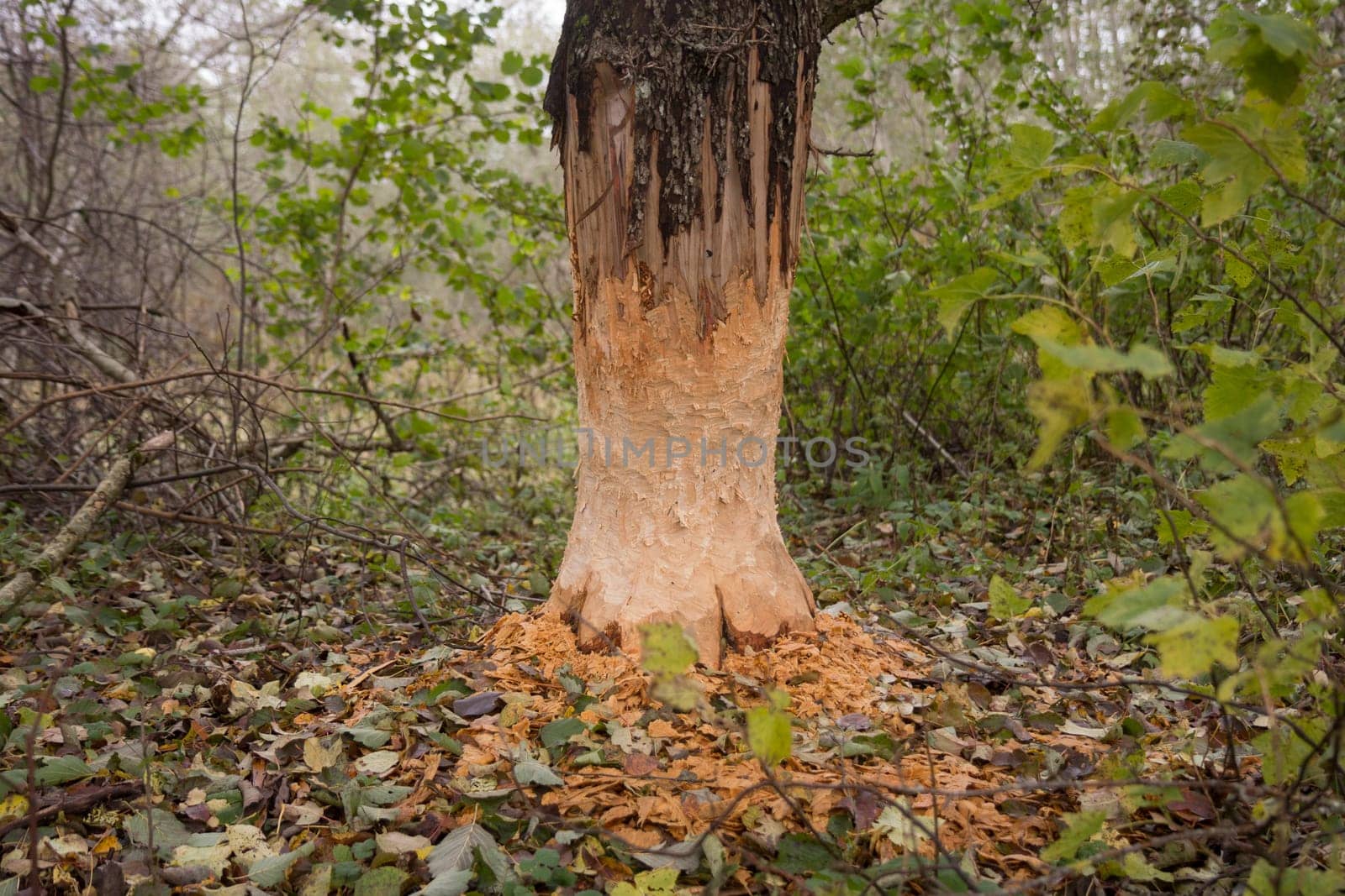A close- up shot of the bark of a large tree trunk, gnawed by beavers in the forest. There are chips and sawdust around the tree . Beavers build a dam near the river.