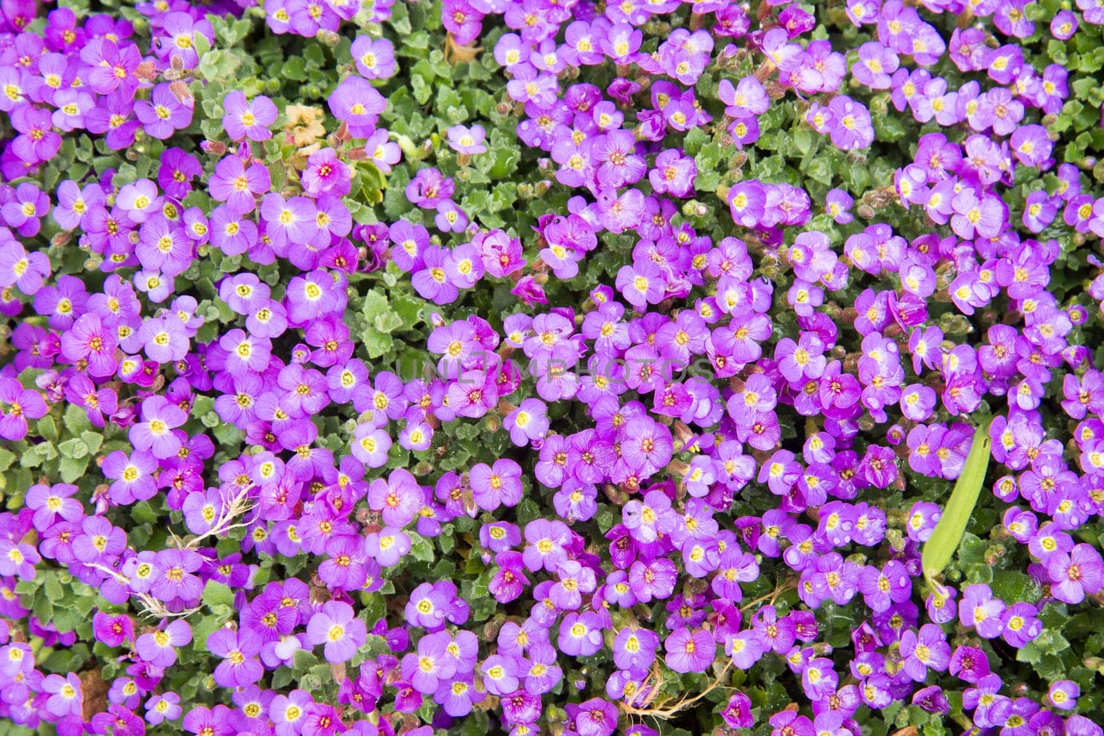 Small blue flowers in garden. Background from small blue flowers.