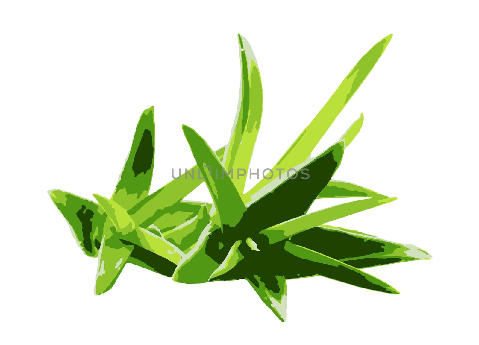 Aloe vera plant isolated on white background. Aloe vera is a succulent plant species of the genus Aloe. It is cultivated for agricultural and medicinal uses