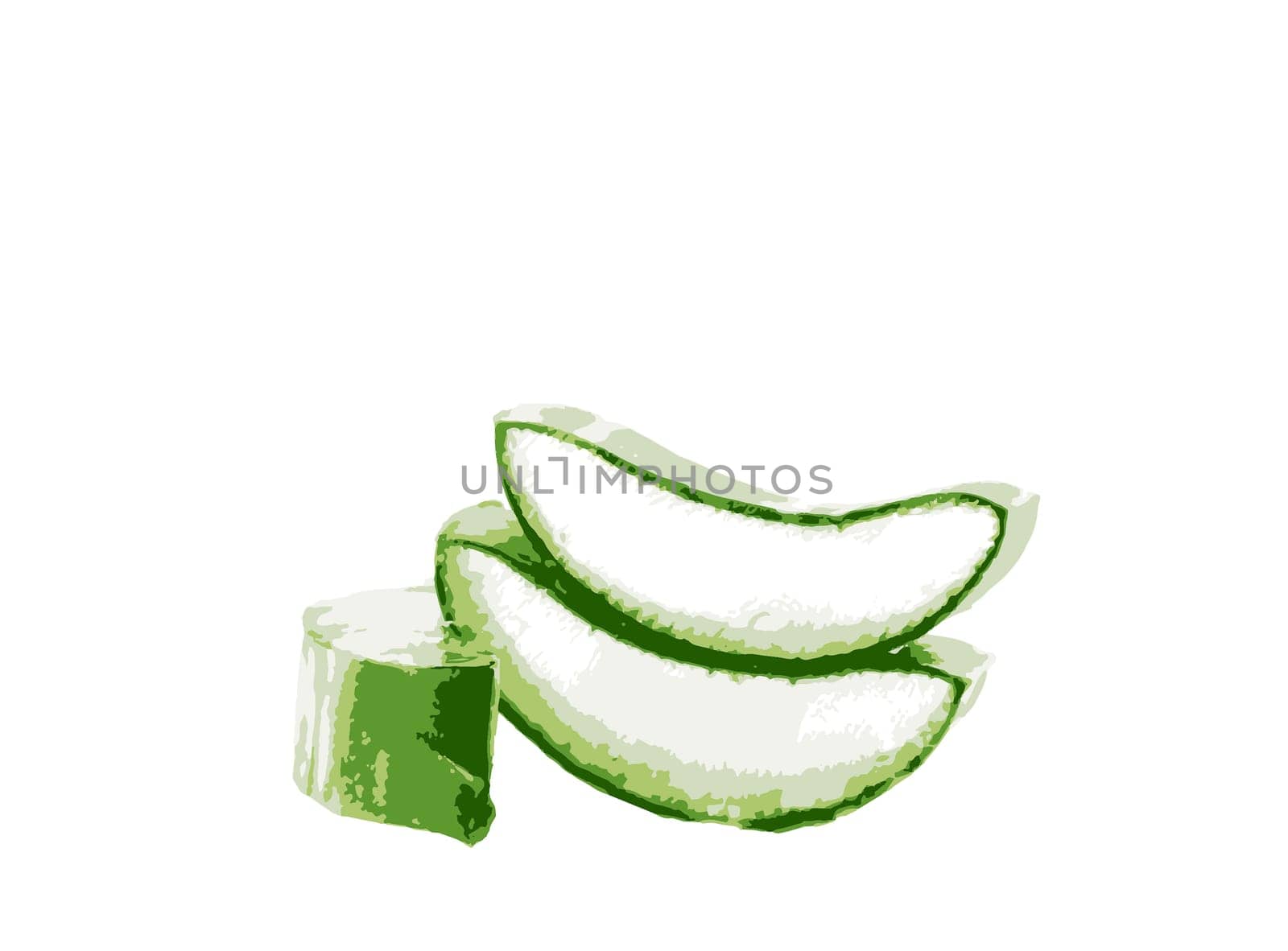 Close-up of aloe vera slice on a white background. Aloe vera is a succulent plant species of the genus Aloe. It is cultivated for agricultural and medicinal uses