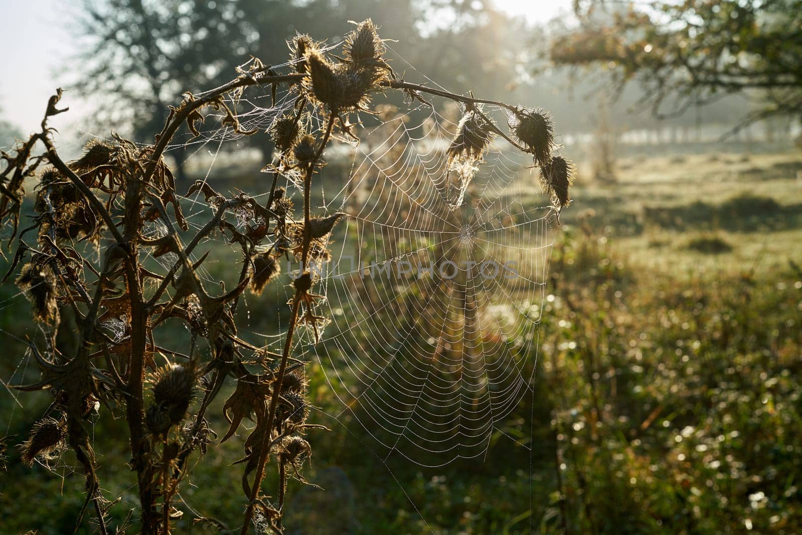 Natural landscape with a cobweb in backlight in the early morning