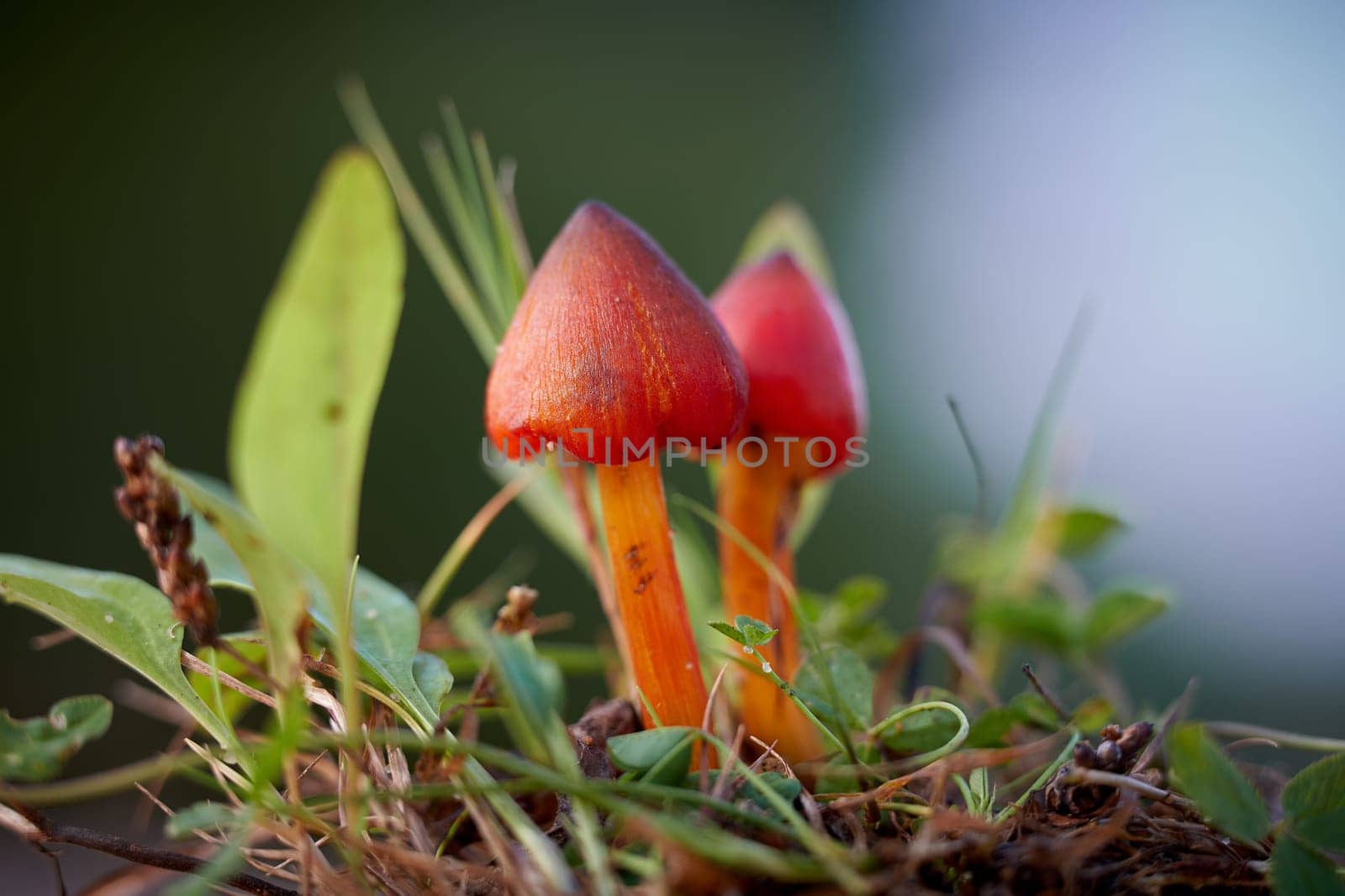 witch's hat (Hygrocybe conica) on a meadow in a Park in autumn