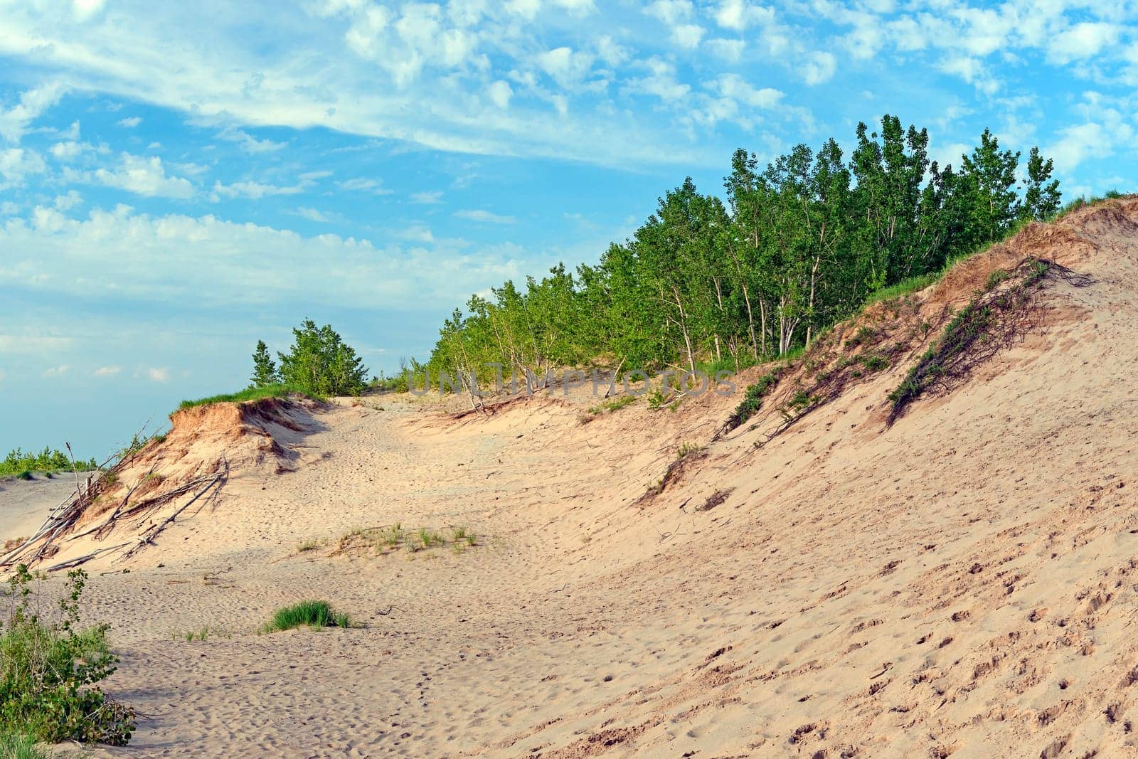 Young Forest Taking Hold on a Sandy Shore in Sleeping Bear Dunes National Lakeshore in Michigan
