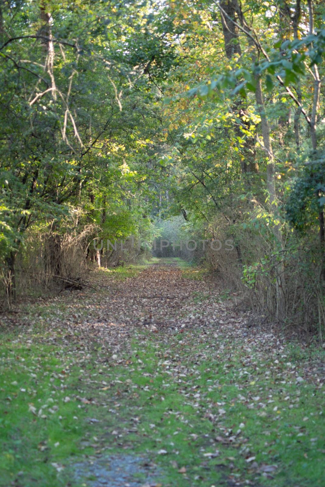 Serene, calming meditative vertical image of green forest path with gentle dappled light and copy space. Selective focus draws the eye toward destination.