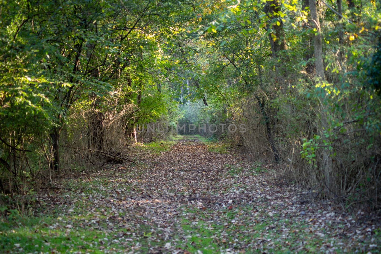Serene, calming meditative scene of green forest path with gebtle dappled light and copy space. Selective focus draws the eye toward destination.