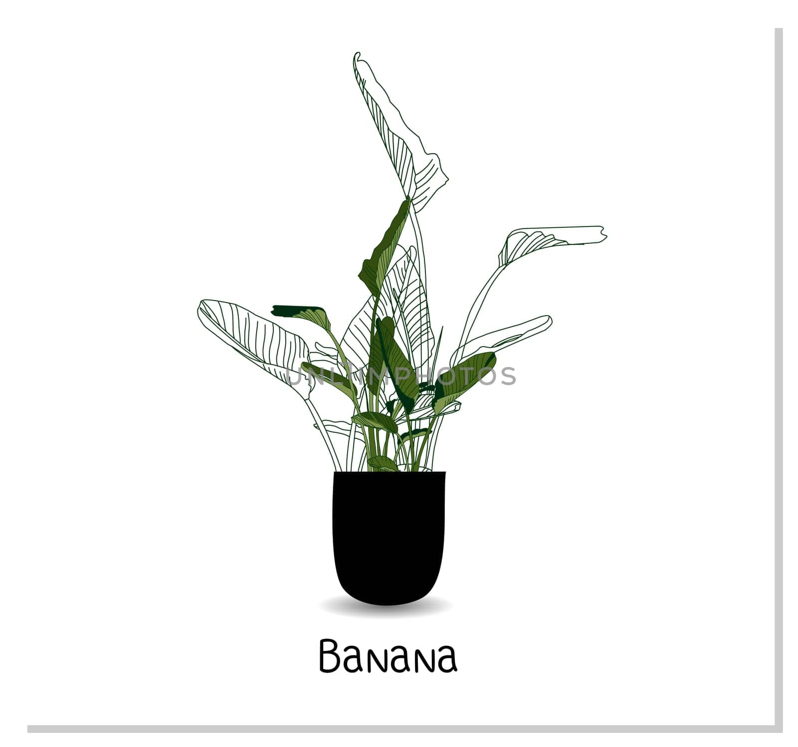 Strelitzia. Indoor banana. Indoor potted plant isolated on white background. Home flowers clipart
